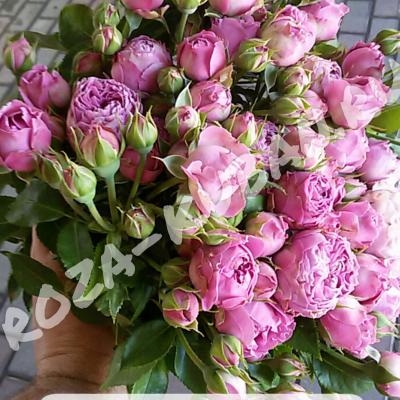 Роза Мисти бабблс