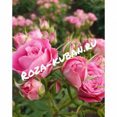 Роза Орион